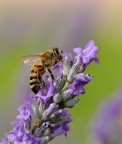 ape su lavanda