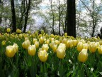 Nikon Coolpix 5400