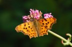Polygonia C-album... Polygonia C-album...