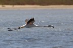 Laguna di Chia - Cagliari, sabato 21 giugno
appostato nel bel mezzo della laguna un fenicottero in volo passa davanti al mio obbiettivo.