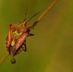 Macrofotografia - cogli l'attimo Macrofotografia - cogli l'attimo
