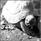 Che hai da guardare? Che hai da guardare?