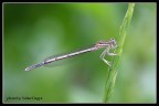 [valter] Platycnemis pennipes (fem)
