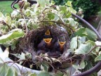 piccoli piccoli