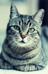 Micou Micou