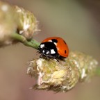 un'altra cocci un'altra cocci