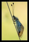 Libelloides sp. Libelloides sp.
