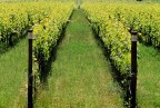 Filari 40 e 41 (Sangiovese docg) Filari 40 e 41 (Sangiovese docg)