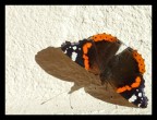 Vanessa atalanta Vanessa atalanta