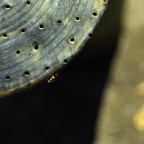 Geometrie con insetto Geometrie con insetto