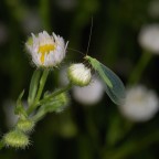 Coso non identificato... Coso non identificato...