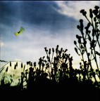 il tramonto della farfalla il tramonto della farfalla