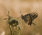 papilio macaon papilio macaon