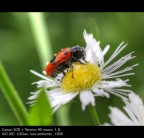 dopo la pioggia.... dopo la pioggia....