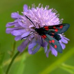 Zygaena Zygaena