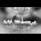 ::: FINALMENTE RIPOSO ::: ::: FINALMENTE RIPOSO :::