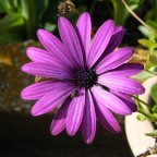 semplicemente fiore... semplicemente fiore...