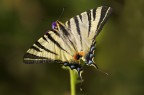 Iphiclides podalirius Iphiclides podalirius