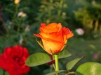 Nikon Coolpix 4300