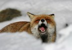 Volpe nella neve 2 Volpe nella neve 2