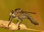 Fly Robber 2 Fly Robber 2