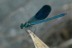Calopteryx splendens Calopteryx splendens