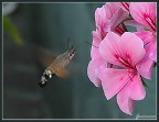 macroglossum macroglossum