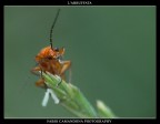 l'abbuffata