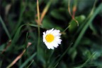 un petalo ..
due petali...
volendo potremmo tt contarli
ma ci accorgeremmo di perdere tempo