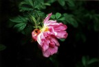 rosa rosa