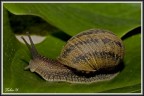 Lumaca