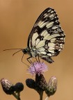 Ancora una Melanargia Ancora una Melanargia