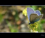 ...questo fiore è mio!!!... ...questo fiore è mio!!!...