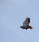 tortorella tortorella