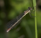 .-.-. damigella .-.-. .-.-. damigella .-.-.