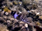 fish panning fish panning