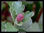 Graphosoma Italicum Graphosoma Italicum