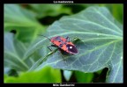 Pyrrhocoris Apterus Pyrrhocoris Apterus