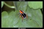 Philaeus Chrysops Maschio Philaeus Chrysops Maschio