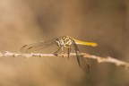 La mia prima macro. Libellula. La mia prima macro. Libellula.
