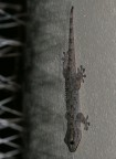 VERTICALE PERFETTA