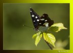 The butterfly The butterfly