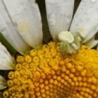 piccolo ragno granchio piccolo ragno granchio