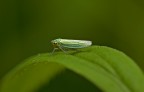 Cicadella virdis Cicadella virdis