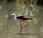 Il Cavaliere d'Italia Il Cavaliere d'Italia