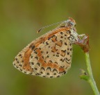 farfalla - mattina presto farfalla - mattina presto