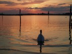 Il cigno