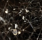 Ragno e Vittima Ragno e Vittima