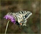 papilio macaon 4 papilio macaon 4