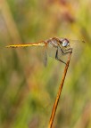 Libellula Libellula